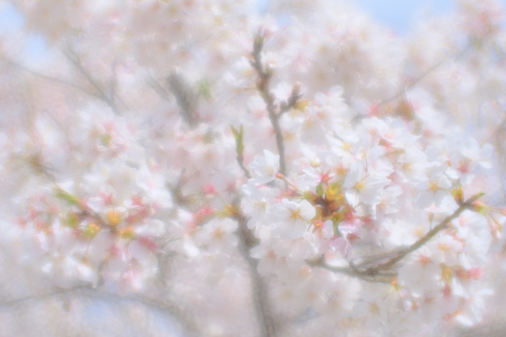 神代の桜（山高神代桜）