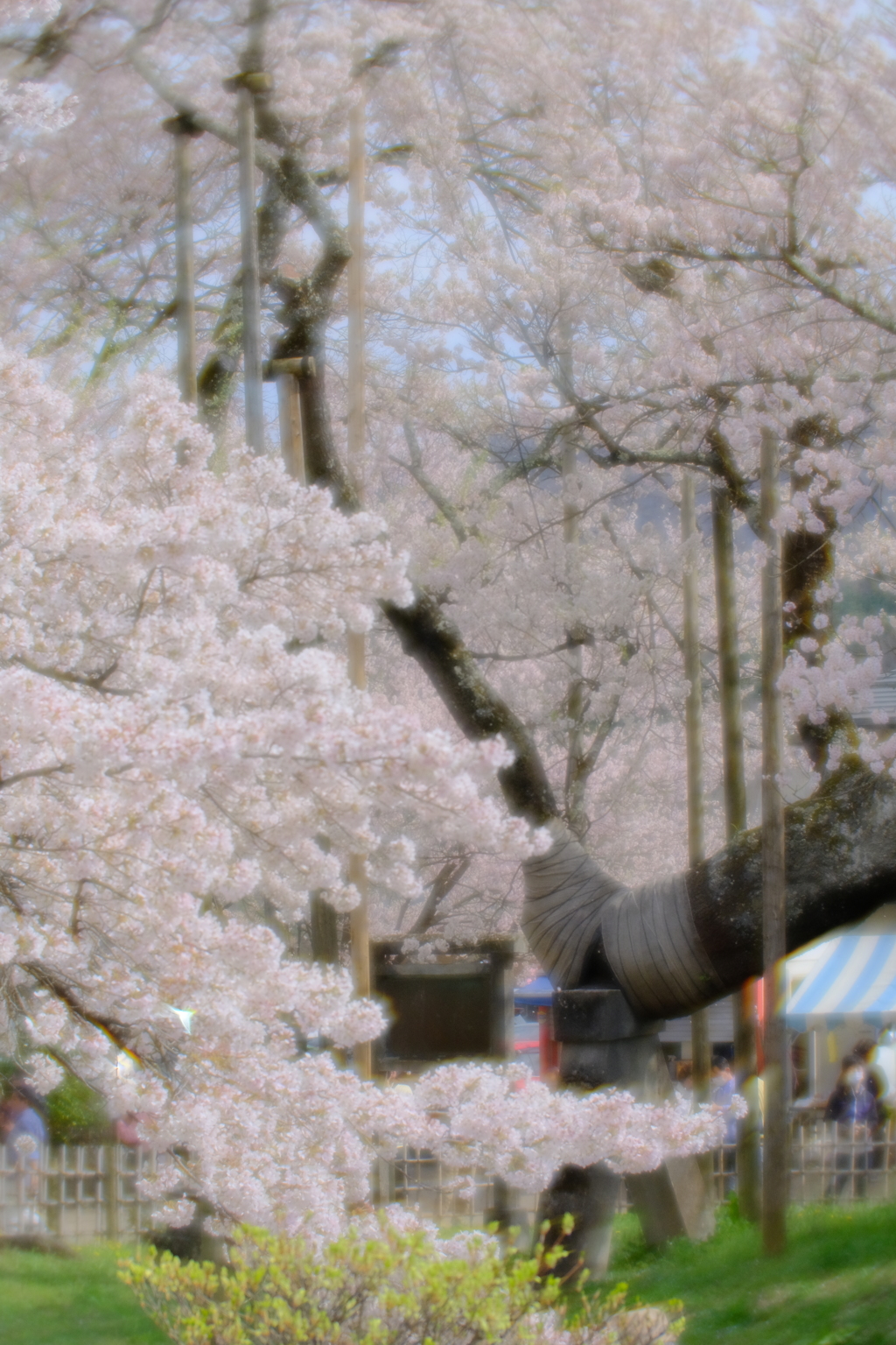 神代の桜（山高神代桜）