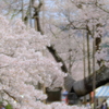 神代の桜（山高神代桜）