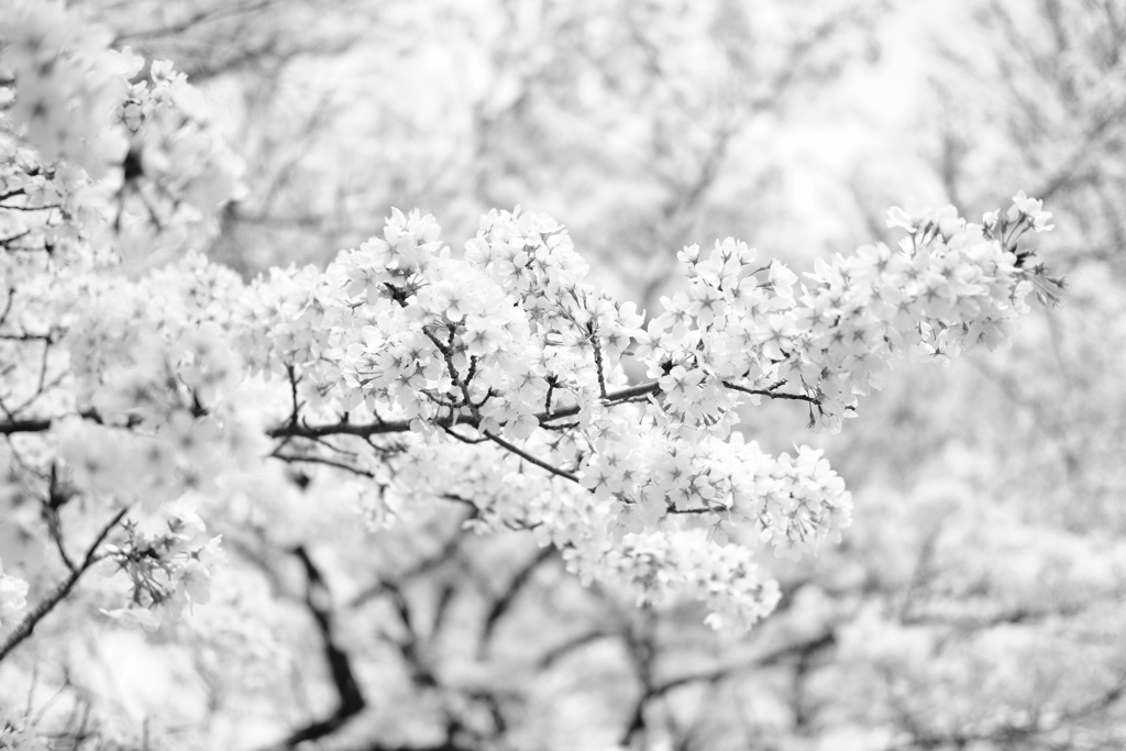 神代の桜（山高神代桜）