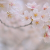 神代の桜（山高神代桜）