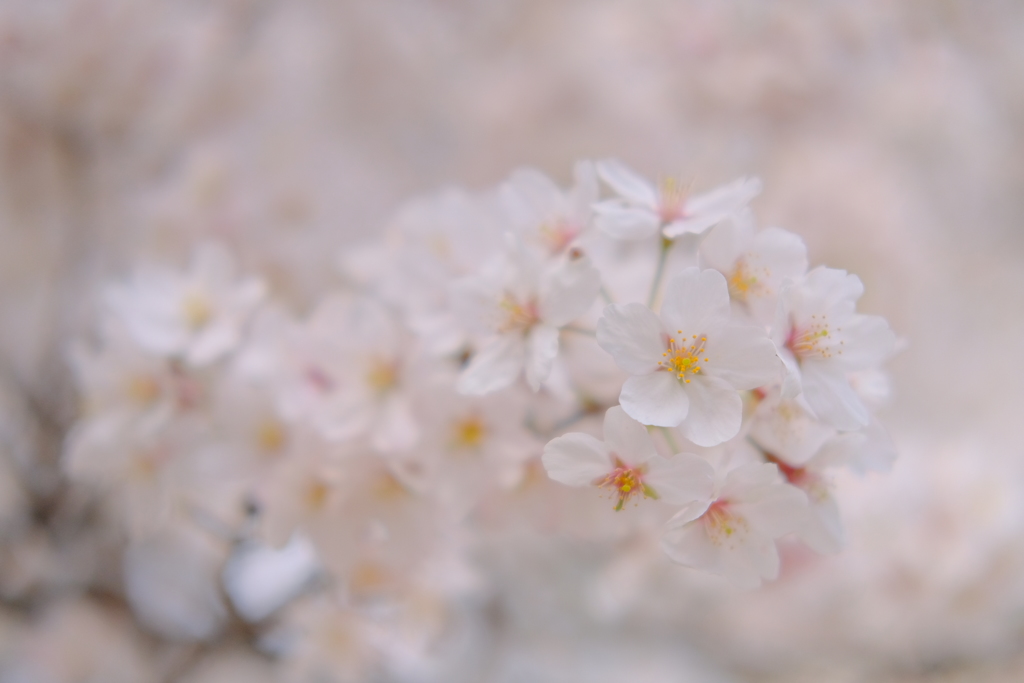 神代の桜（山高神代桜）