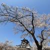 桜と犬山城