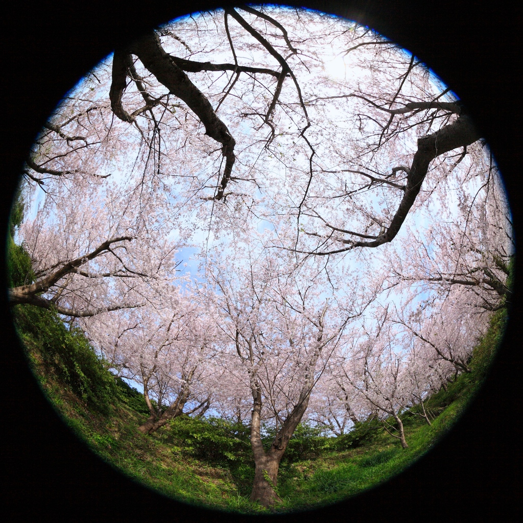 桜につつまれて