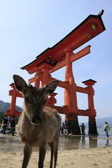 鳥居やでシカし！