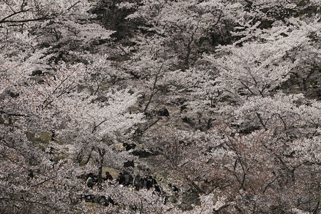 桜づくし