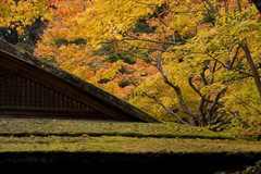 京都南禅院紅葉