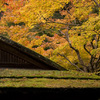 京都南禅院紅葉