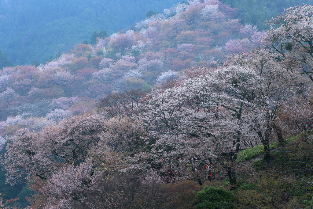 朝霧の吉野山