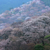 朝霧の吉野山