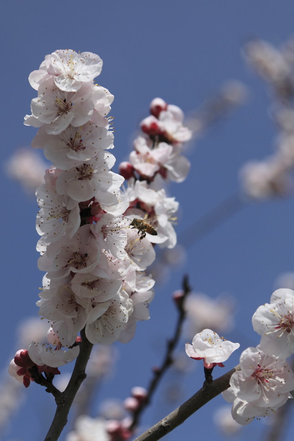 桜の香りに誘われて