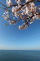 瀬戸内海と桜