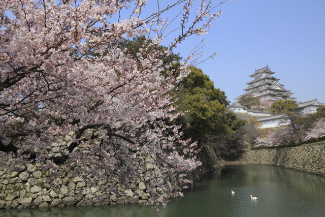 姫路城と桜と時々スワン