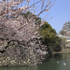 姫路城と桜と時々スワン