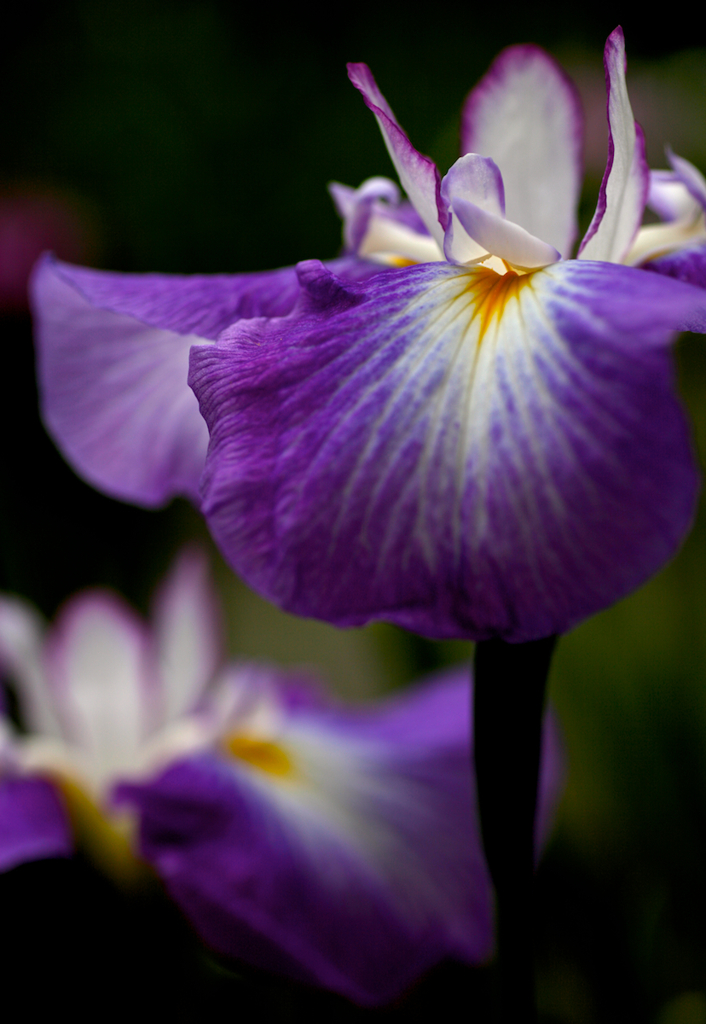 花菖蒲