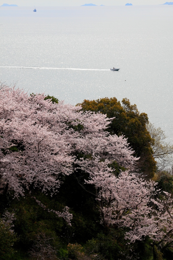 桜と瀬戸内海と時々船