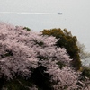 桜と瀬戸内海と時々船