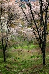 桜の森