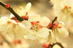 plum tree