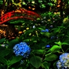 紫陽花