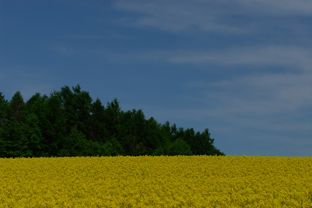 菜の花と青空