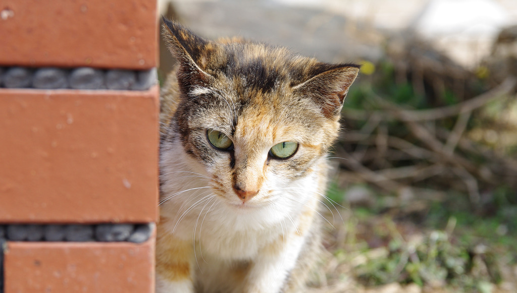 ねこ。