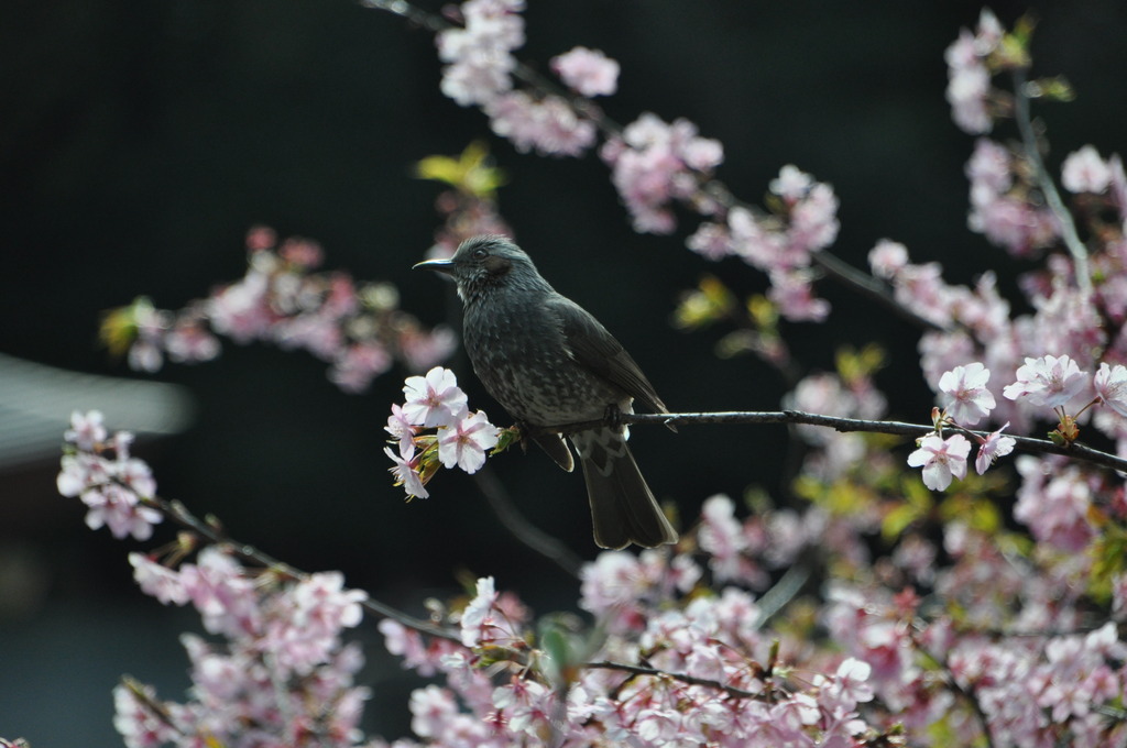 梅と野鳥