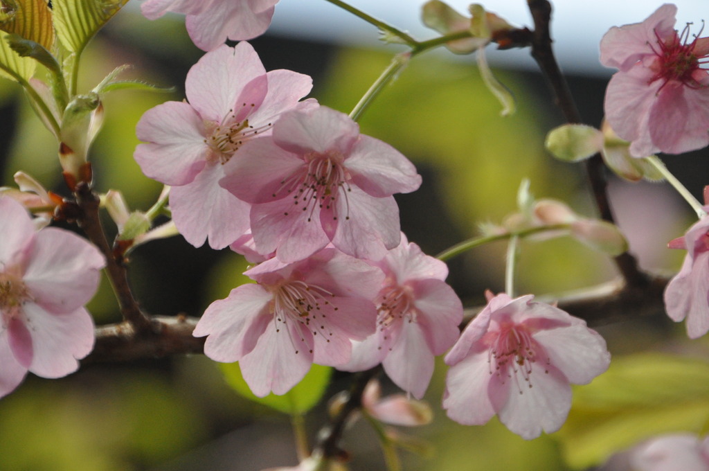 桜