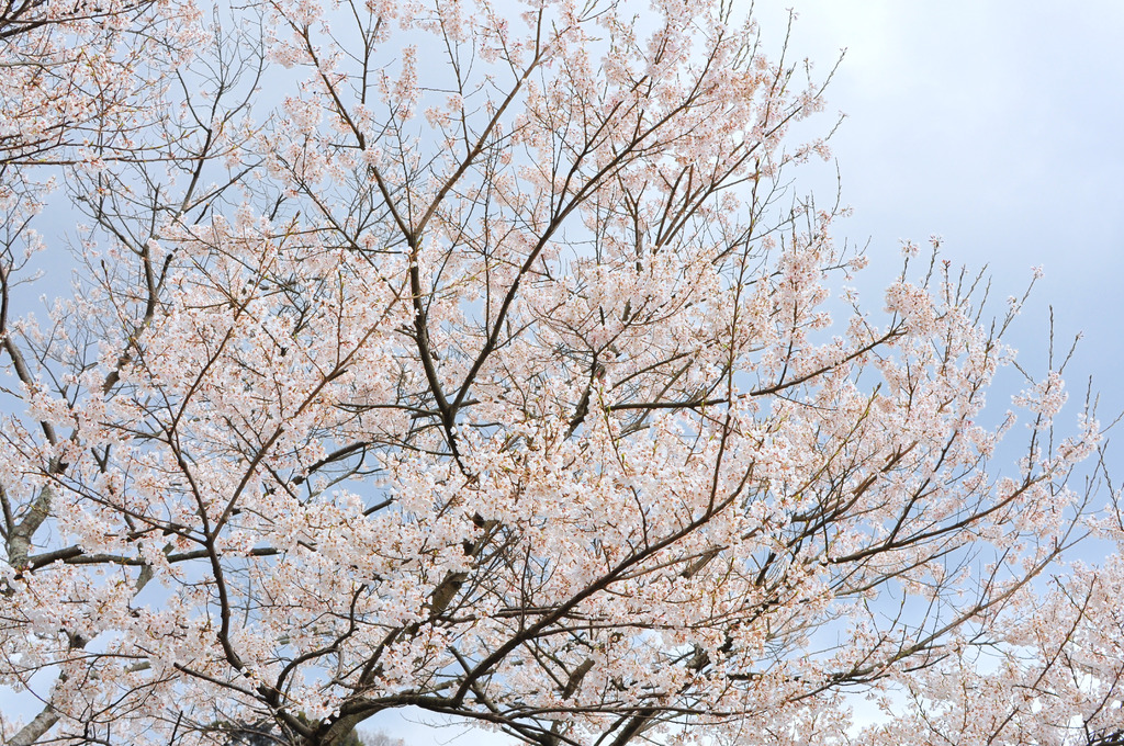 桜