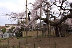 樹齢４００年（３）