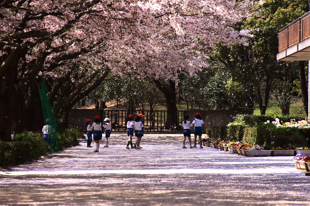 花吹雪