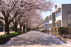 花吹雪