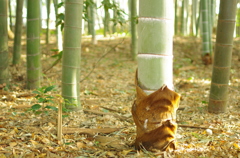 新年の竹林