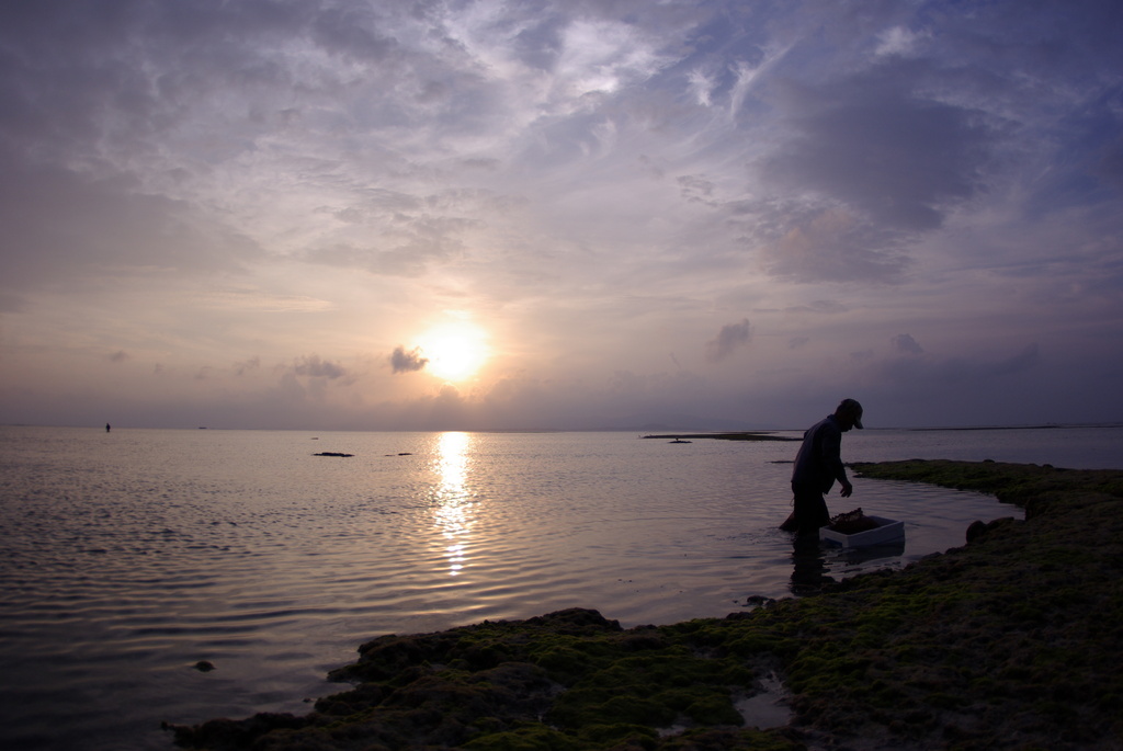 沖縄竹富島にて 海藻取りをするおじいと夕日