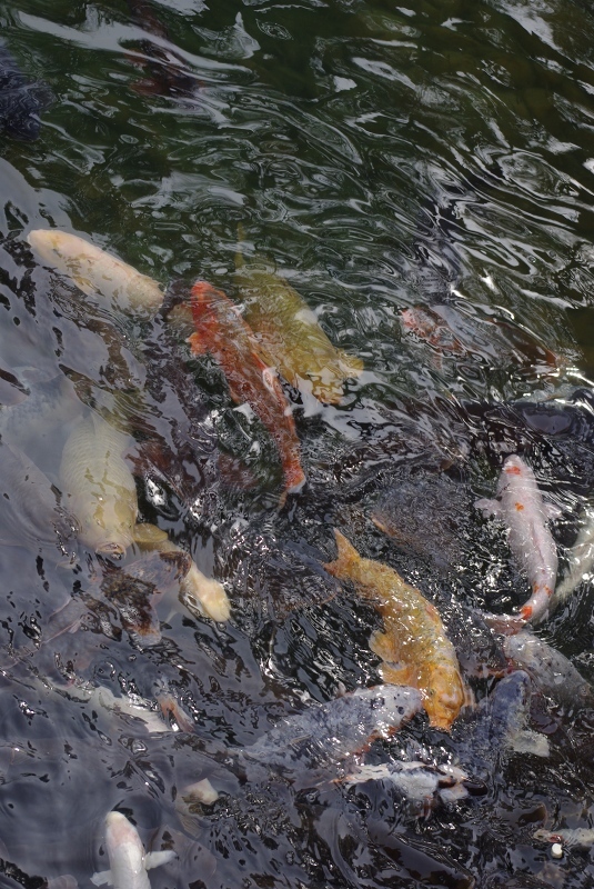 栗林公園0902-1