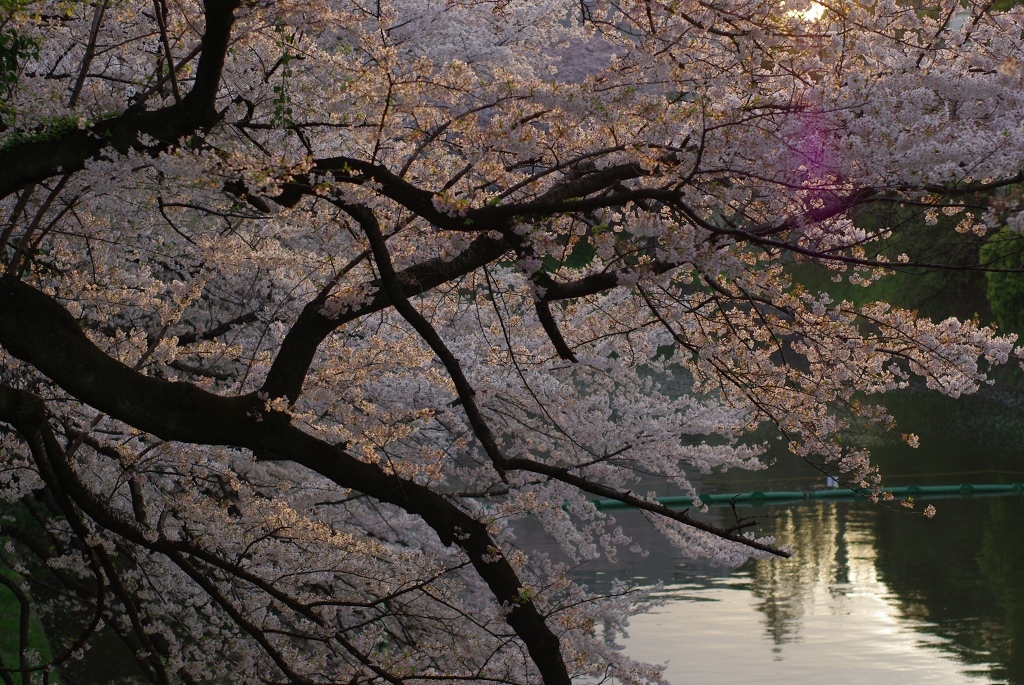 北の丸公園武道館入り口2-0904