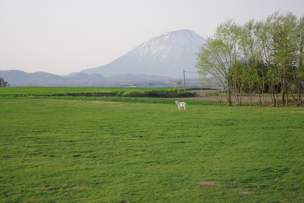 羊蹄山1‐0905