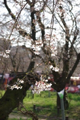 平野神社の桜-0903