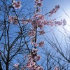 桜の十字架