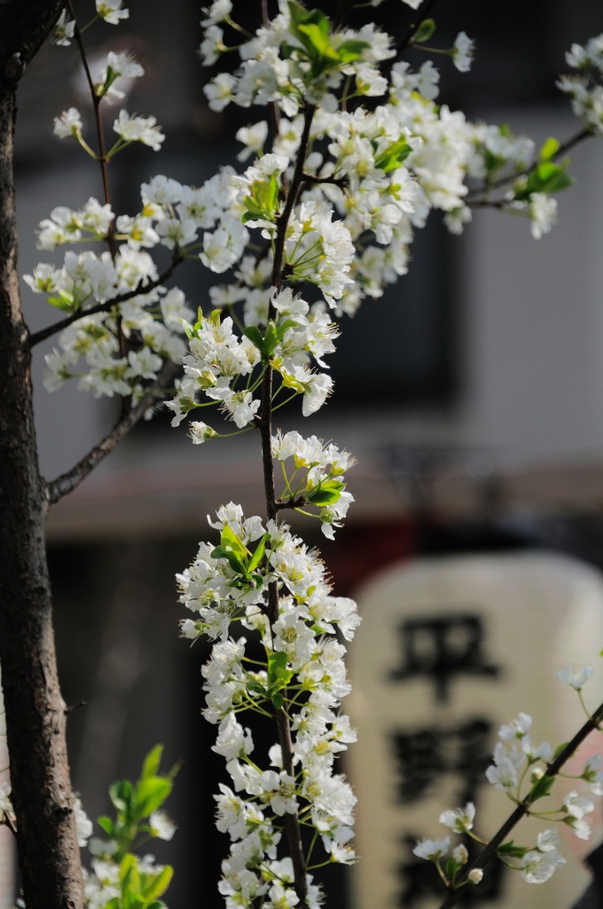 桜の親族すもも(バラ科サクラ属)