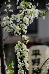 桜の親族すもも(バラ科サクラ属)