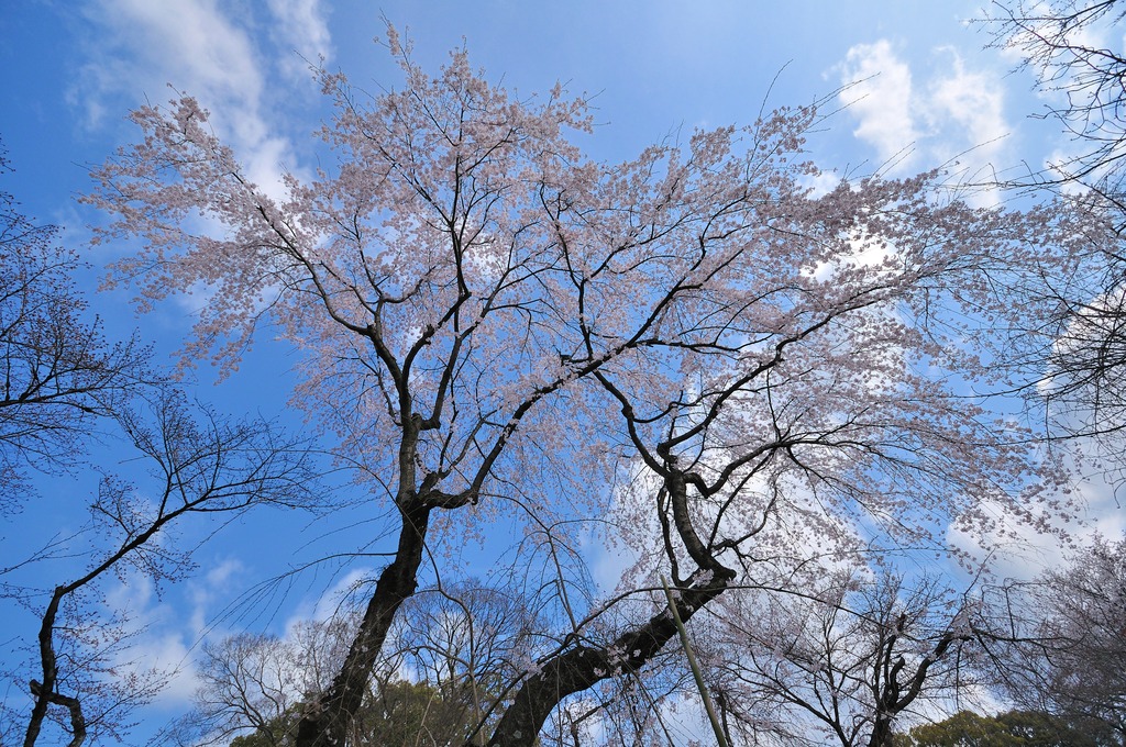 平野神社一番の桜？