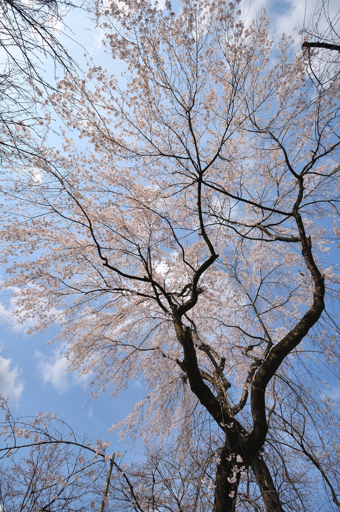 平野神社一番の桜？－２