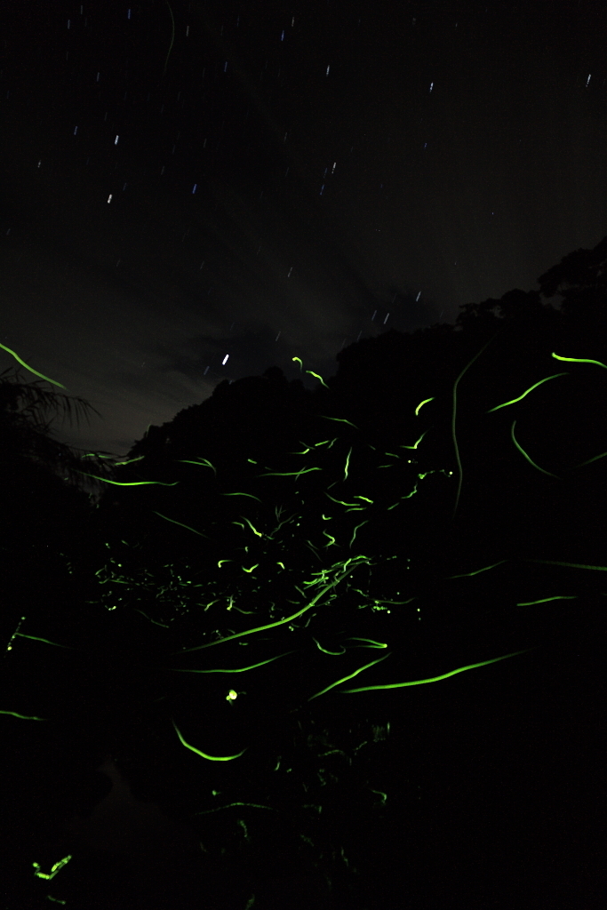 幻想の舞