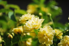 モッコウバラ２