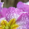 雨上がりの花たち　2