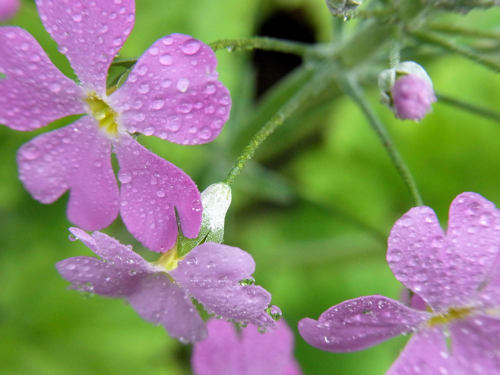 雨上がりの花たち　5