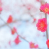 紅梅撩乱