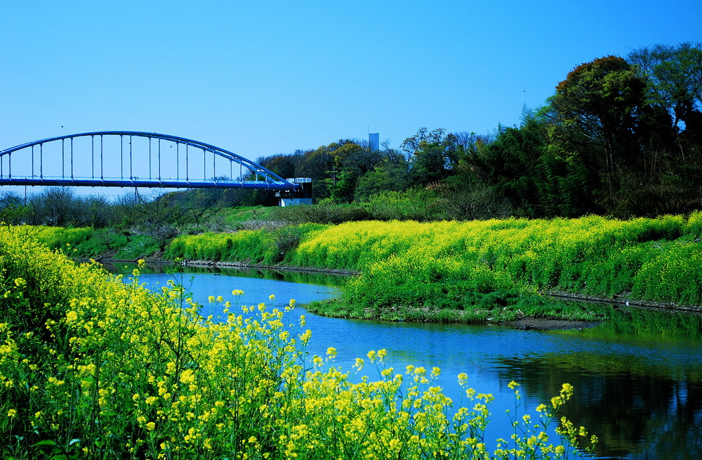 菜の川