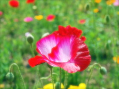 ポピー